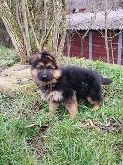 NĚMECKÝ OVČÁK s PP