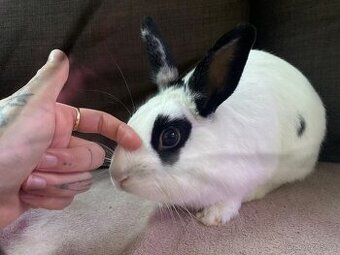 Zakrslí králíček - bílo černý s ušima nahoru