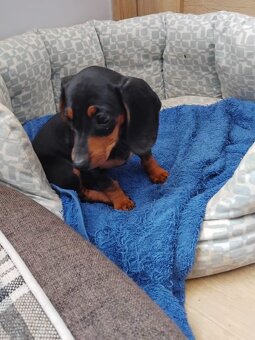 Jezevčík hladkosrstý trpasličí bez PP