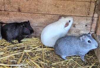 Prodám tři samičky morčete - půl roku staré