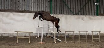 Tříletý skokový valach