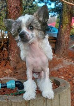 Čínský chocholatý pes