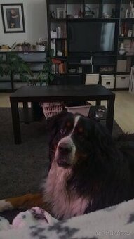 Daruji 3 letého bernského salašnického psa