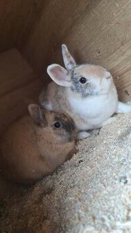 Zakrslý králíček