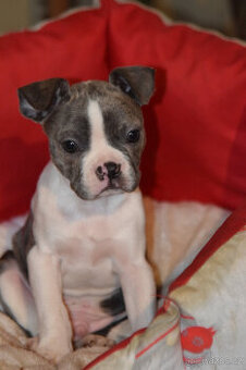 bostonský teriér  s PP  - modrý pejsek+ modrá holčička