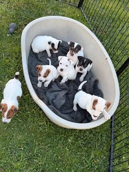 Jack Russell teriér