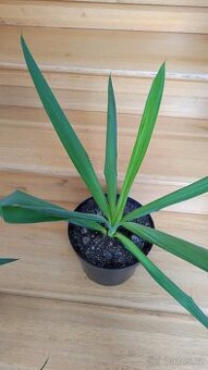 Yucca
