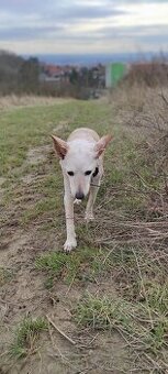 Kříženka Jack Russel teriér nebo ratlík