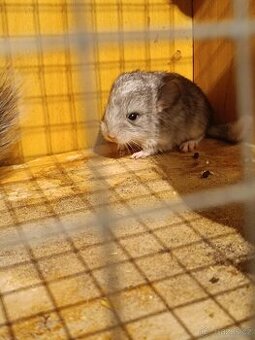 Činčily
