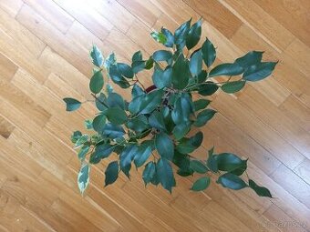 Ficus benjamina