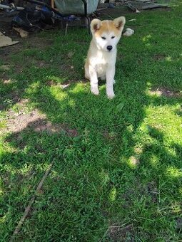 Akita inu
