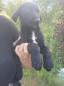 Stěně Labrador