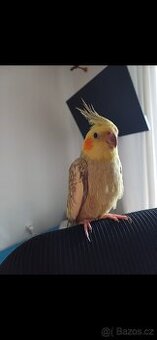 Prodám ochočenu korelu Floky