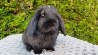 Zakrslý beránek, králíček, králík -PIPER