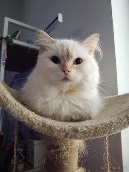 Hledá se nový domov pro nádhernou kočičku Ragdoll