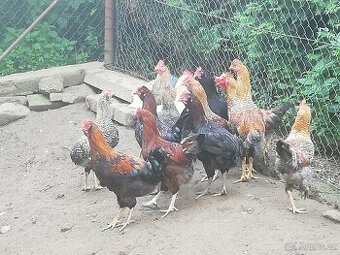Kohout