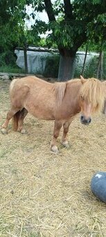 Shetland pony kobylka 8 let stará