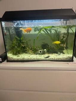 Prodám akvárium 84 Litrů