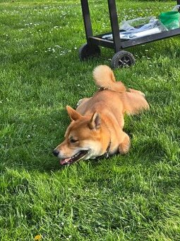 Shiba Inu | Přátelský parťák do rodiny 🐾