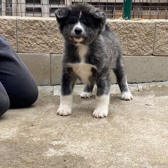4 pejsci Akita inu s Průkazem původu FCI/ AKIHO již k odběru