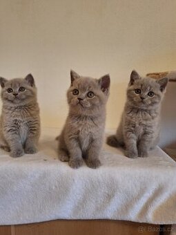 Britská koťata bez PP