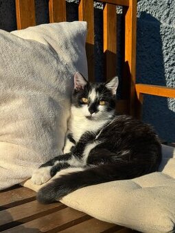 Daruji černobílého kocourka