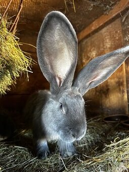 Belgický obr modrý