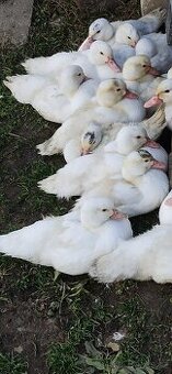 Kachna pižmová bílá kachny i kačeři