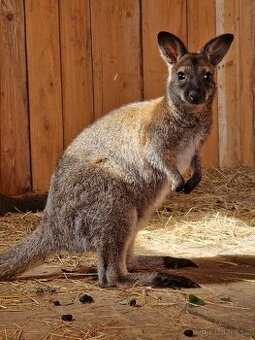 Prodám letošního samečka Klokan Benettův
