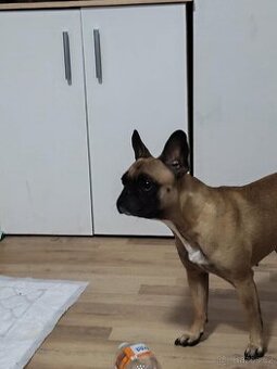 Francouzský buldoček