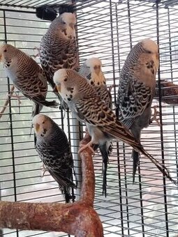 Prodám andulky rok 2025