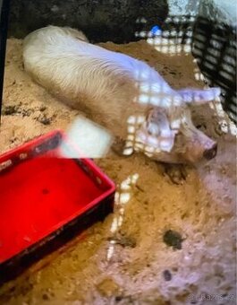 Vyměním kance za kozy / ovce