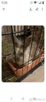 Zakrsli kralik Lvi hlava