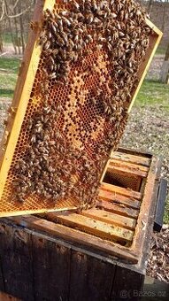 Vyzimovaná včelstva