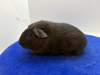 Morče hladké sameček solid aguti blue/amber