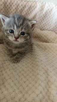 Britská whiskas kočička s PP