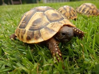 Želva zelenavá- Testudo Hermanni