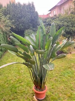 Strelície královská 210cm - právě vykvétá