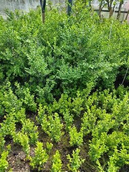 Buxus na živé ploty