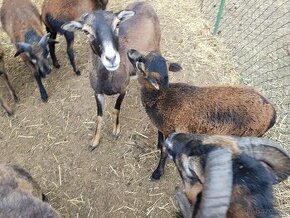 Kamerunská ovce s jehnětem - 1