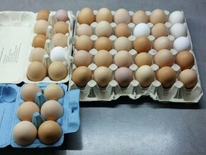 Prodej vajíček - 1