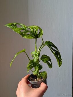 Monstera Monkey Mask, Monstera adansonii