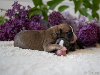 vipet/whippet štěňátka