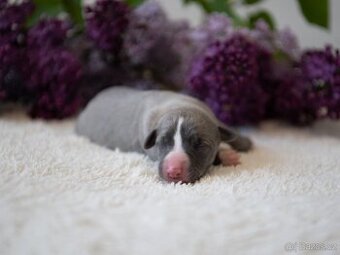 vipet/whippet štěňátka