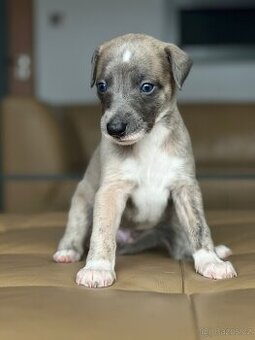 vipet/whippet štěňátka