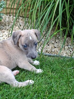 vipet/whippet štěňátka