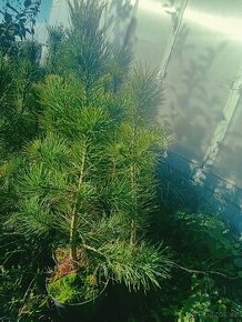 Borovice sibiřská - Pinus sibirica - Sibiřský cedr - 1