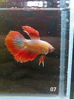 Betta Splendens - Betta bojovnice (Samec 07) - 1
