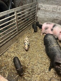Kuně kune