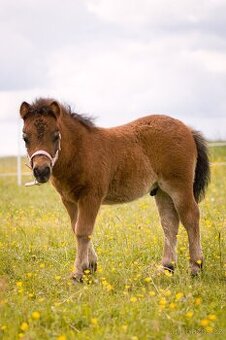 Shetland pony hřebeček